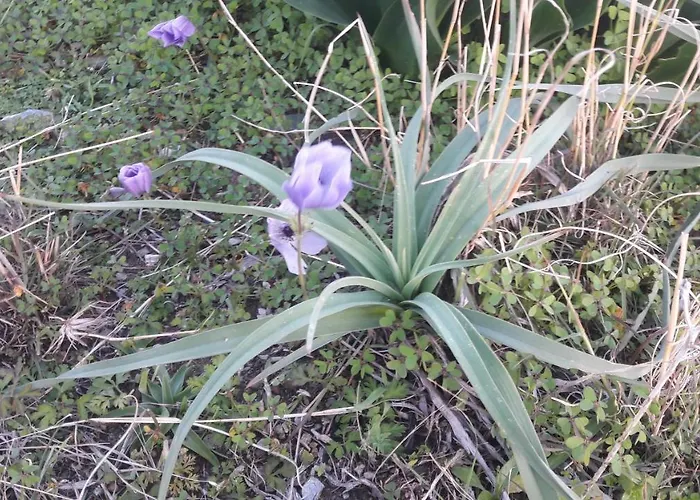 アパート Vrahos *